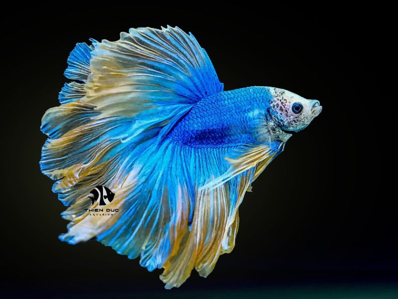 rare aquarium fish exporter