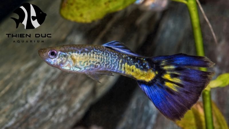 Rare freshwater fish