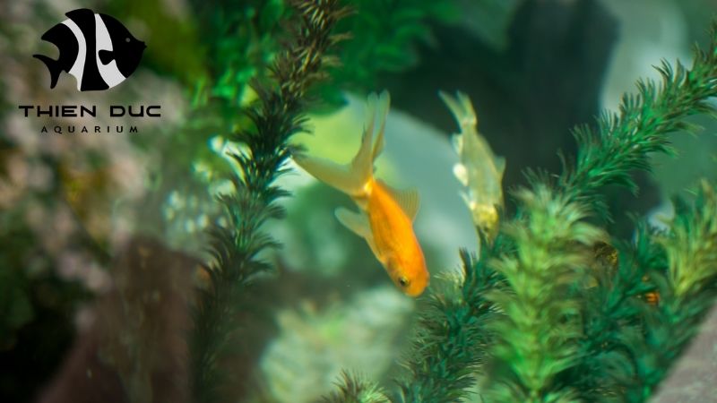 Rare freshwater fish