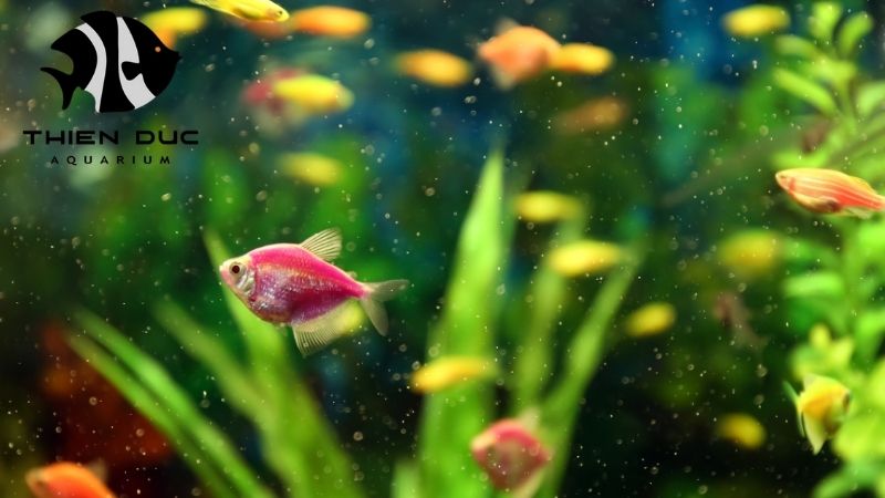 Rare freshwater fish