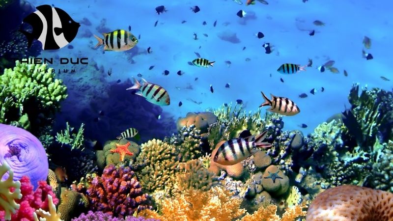 Reef fish supplier
