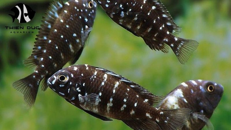 Reliable fish exporter Vietnam