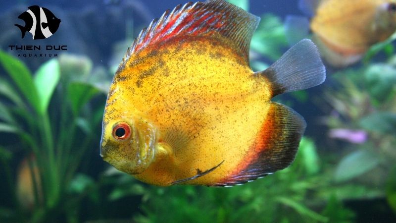 Reseller Program Aquarium