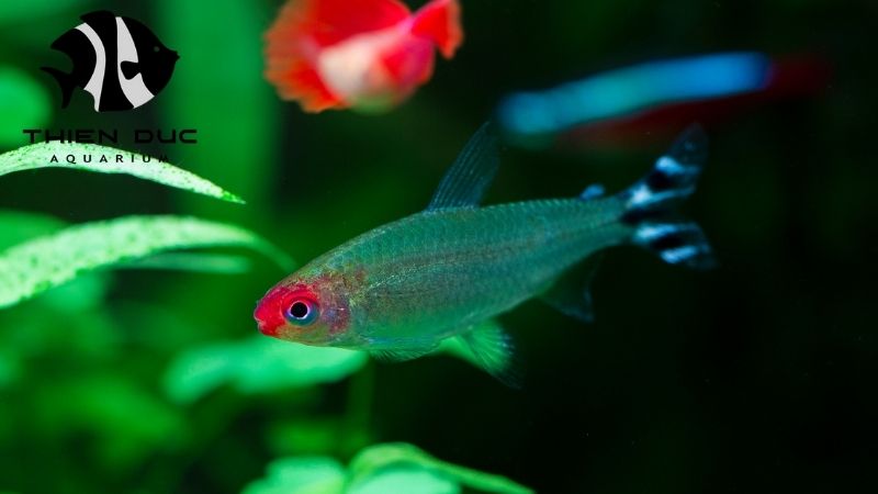 Rummy nose tetra supplier