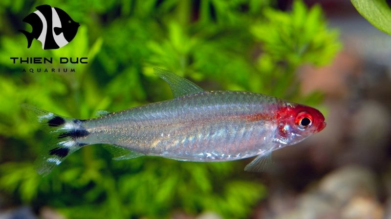 Rummy nose tetra supplier