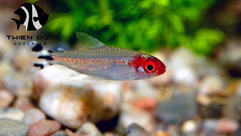 Rummy nose tetra supplier