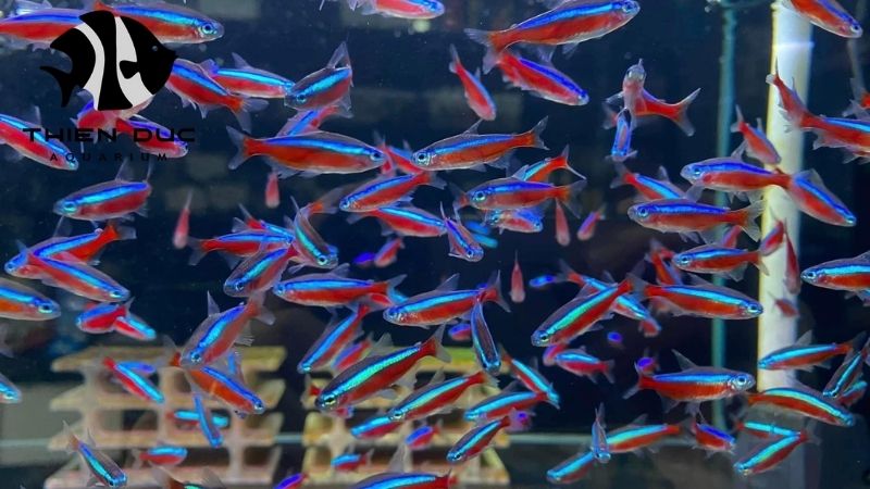saltwater fish import