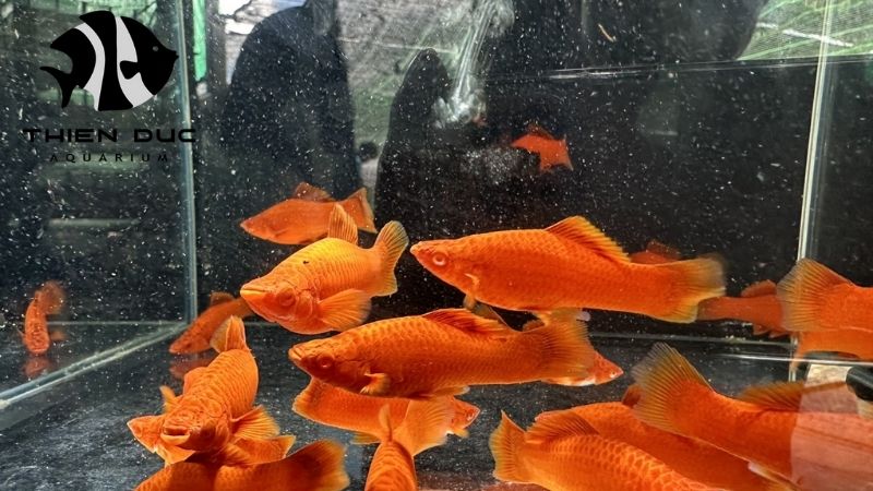 saltwater fish import