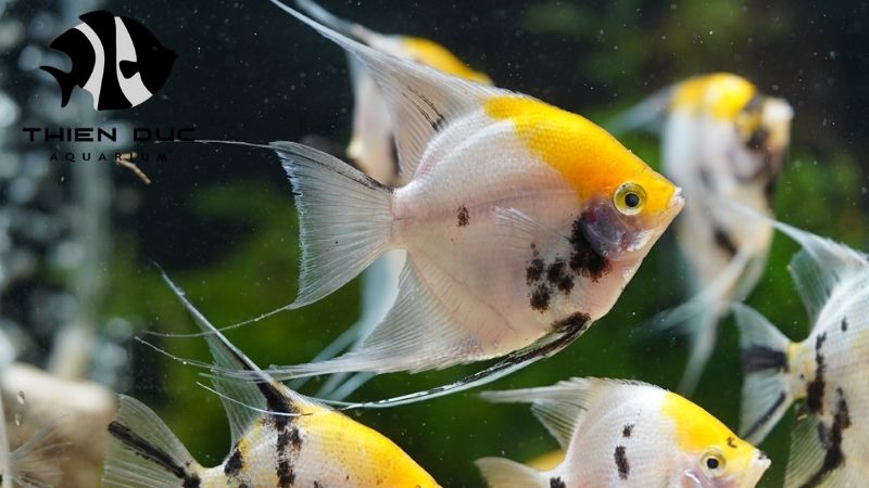 saltwater fish import