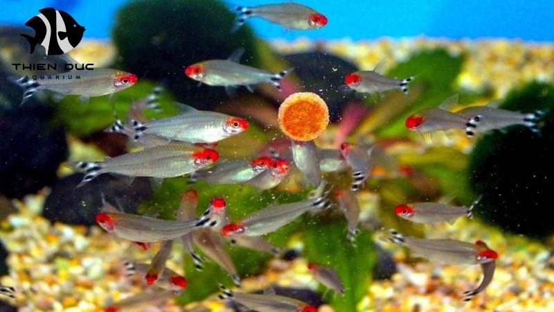 shipping logistics live fish