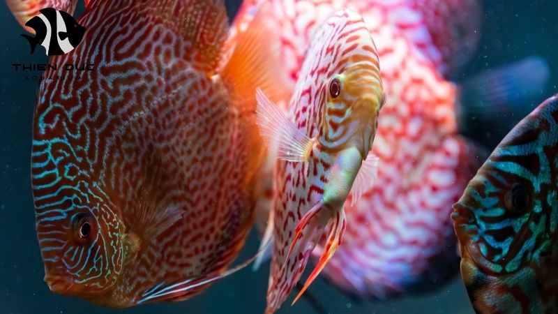 show grade discus fish