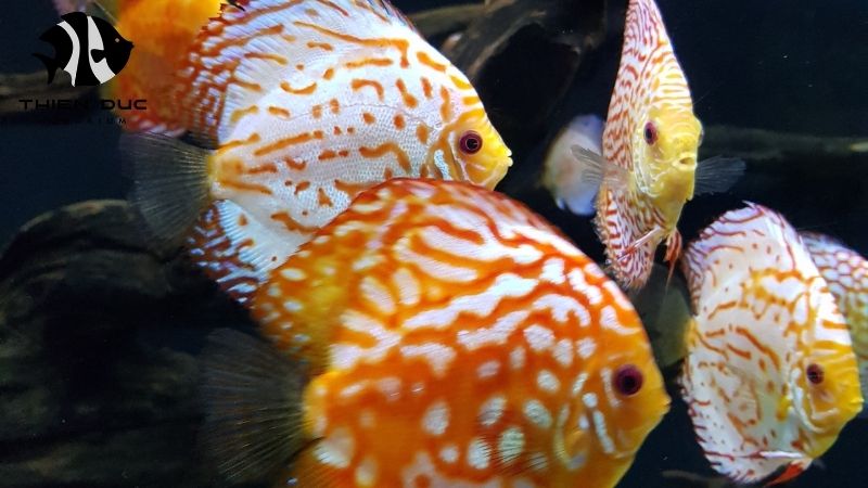 show grade discus fish