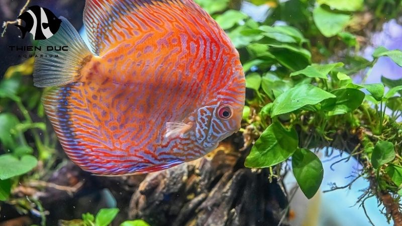 show grade discus fish