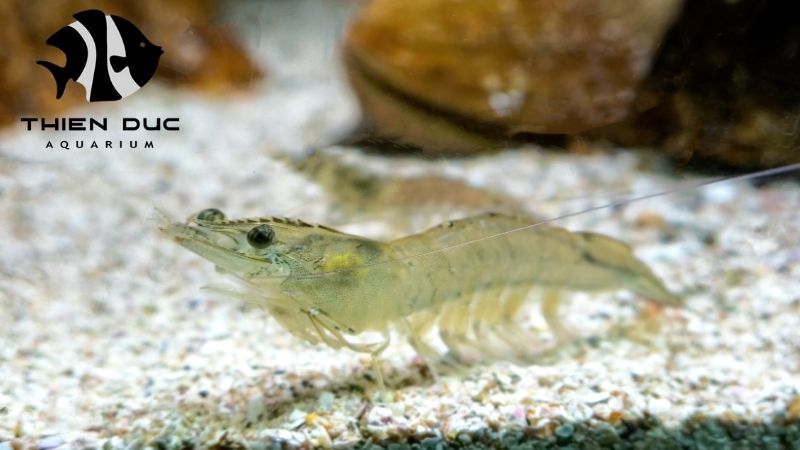 Shrimp aquarium wholesale