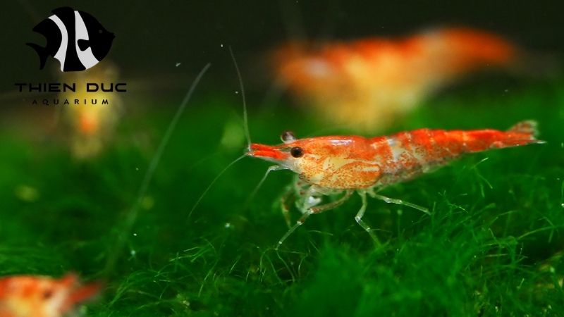 Shrimp aquarium wholesale