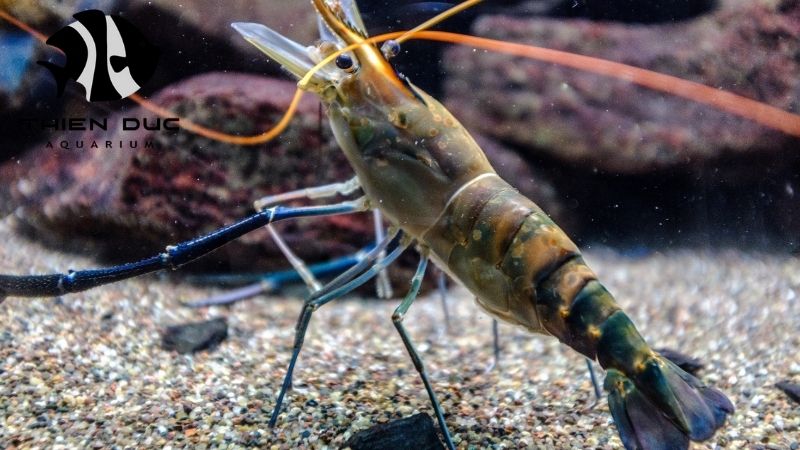 Shrimp aquarium wholesale