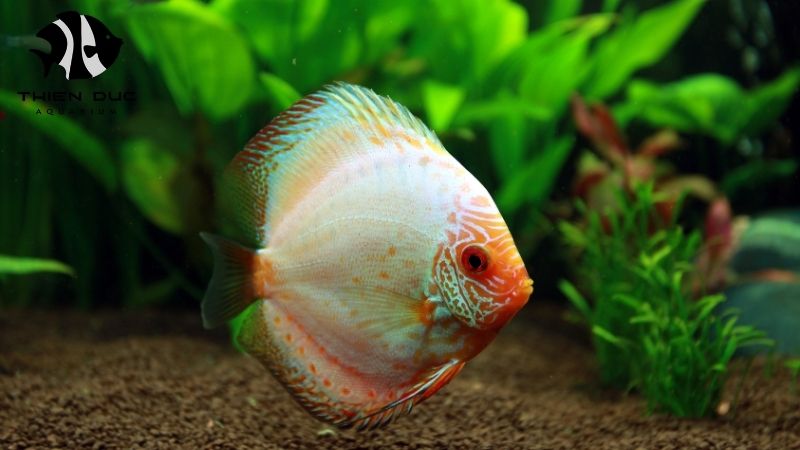 Snake skin discus wholesale