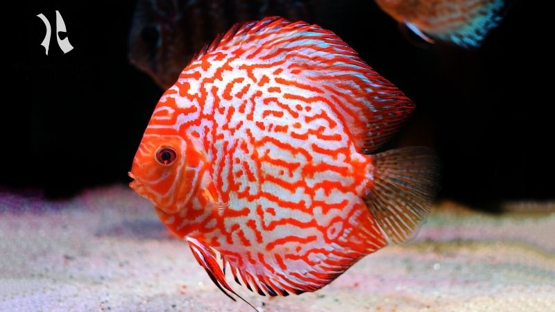 Snake skin discus wholesale