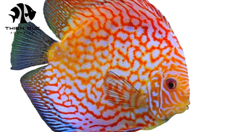 Snake skin discus wholesale