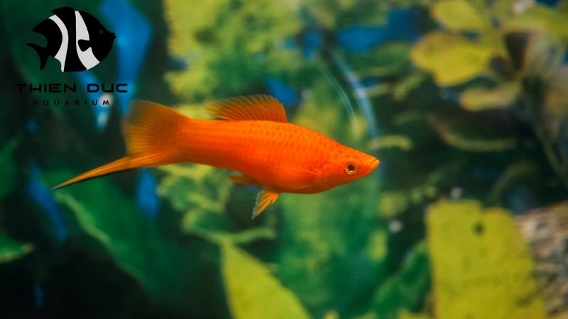 swordtail fish varieties