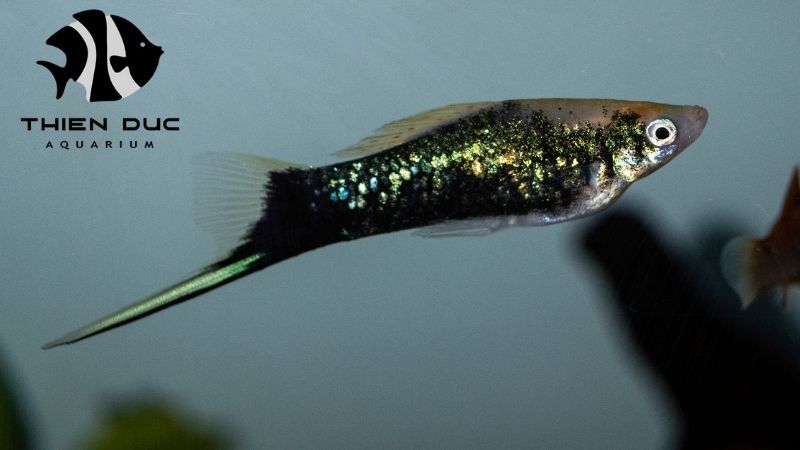 swordtail fish varieties
