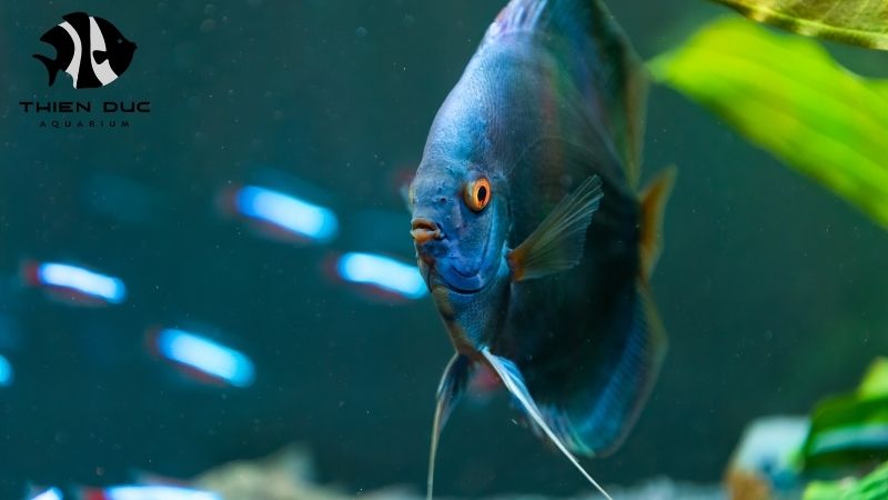 Symphysodon discus exporter