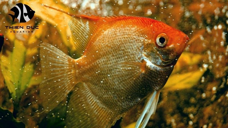 Symphysodon discus exporter