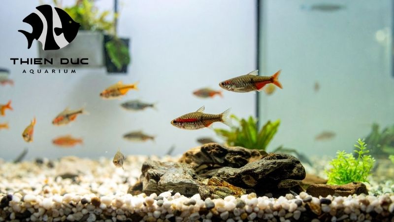 Tetra Species for Aquariums