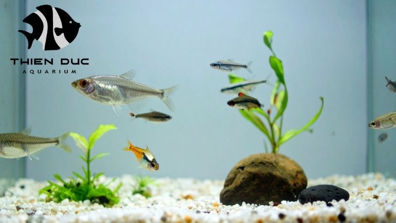 Tetra Species for Aquariums