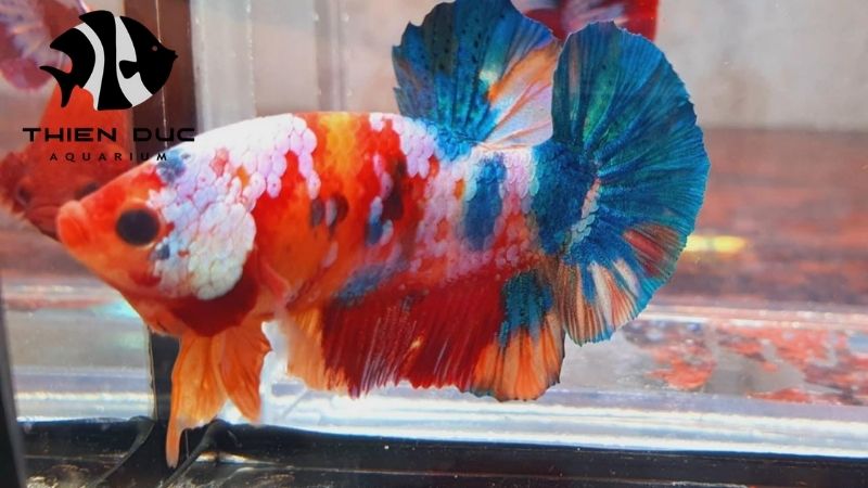 Thien Duc farm resources