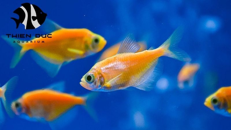 top ornamental fish exporters in Vietnam