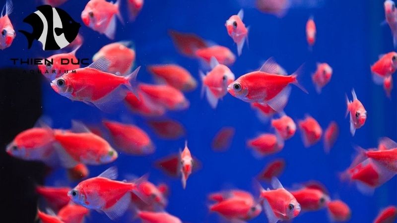 top ornamental fish exporters in Vietnam