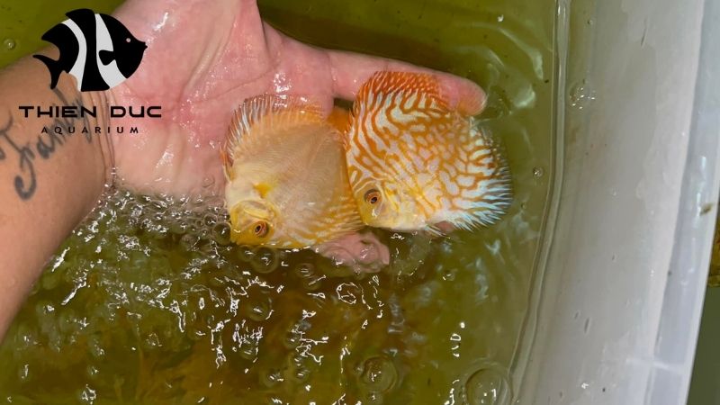 top ornamental fish exporters in Vietnam