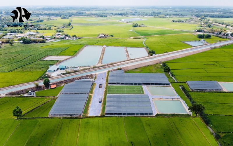 tropical fish export