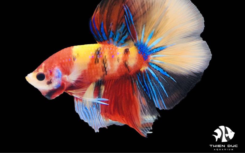 tropical fish export