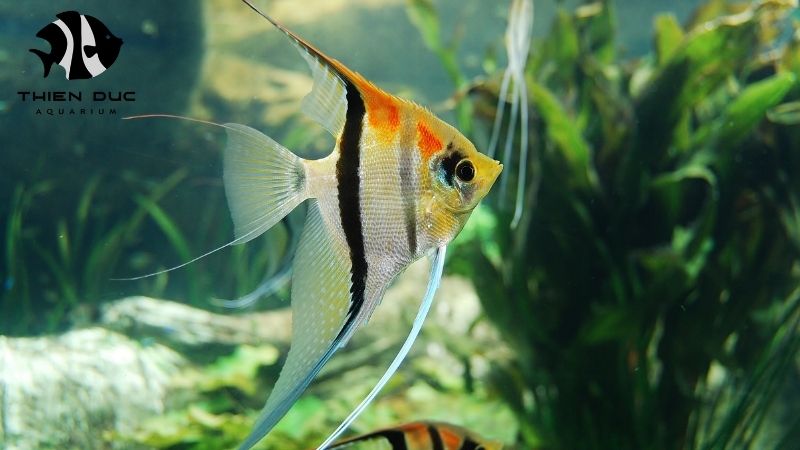 Tropical fish supplier Vietnam