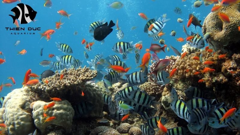 Tropical fish supplier Vietnam
