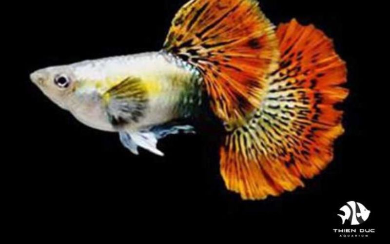 tropical fish suppliers