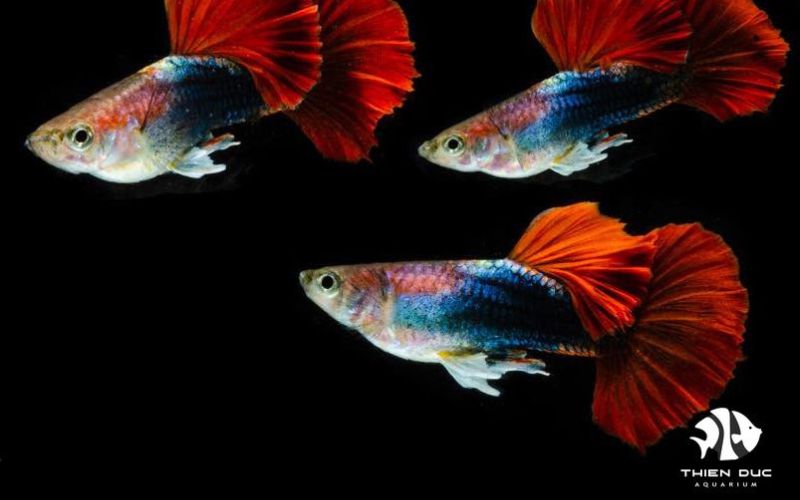 tropical fish suppliers