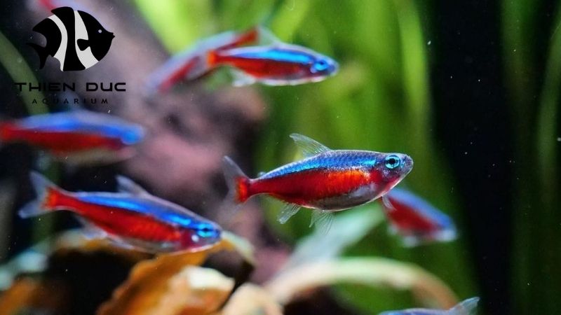 Tropical fish wholesale