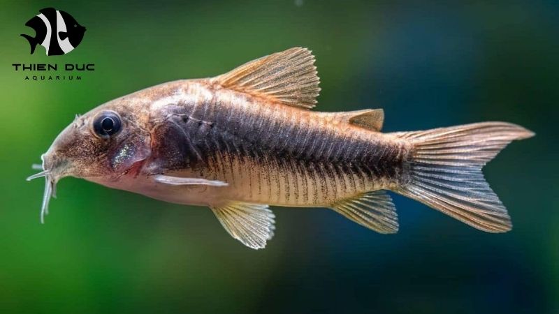 Trusted supplier aquarium hobby