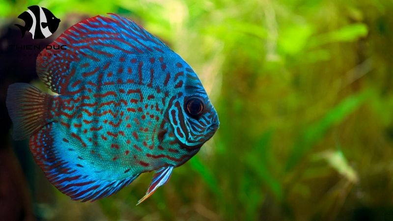 Turquoise discus bulk