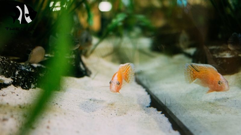 Veterinary certificate fish export