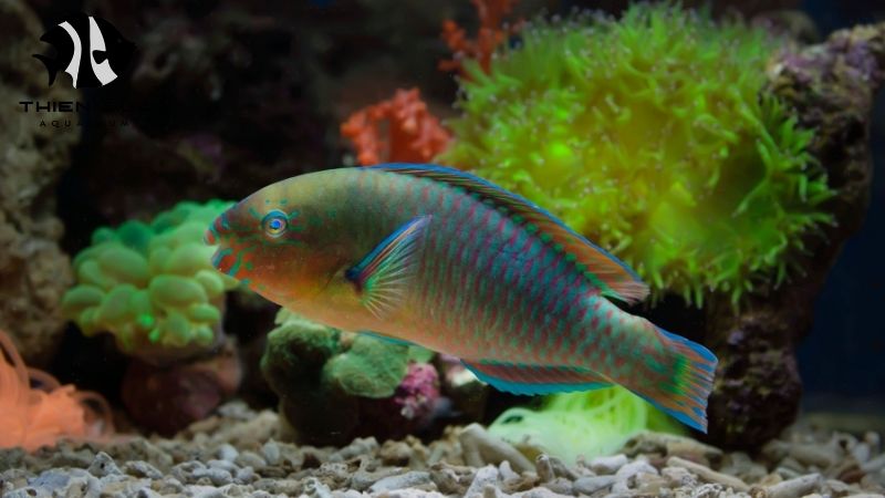 Veterinary certificate fish export