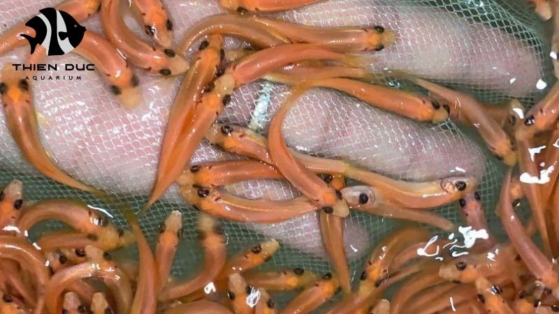 Vietnam ornamental fish industry