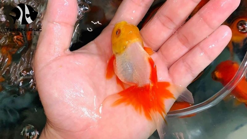 Vietnam ornamental fish industry