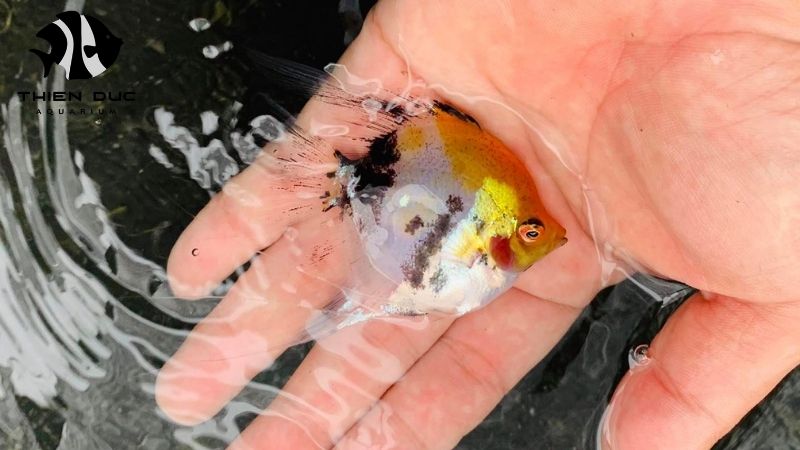 Vietnam ornamental fish industry