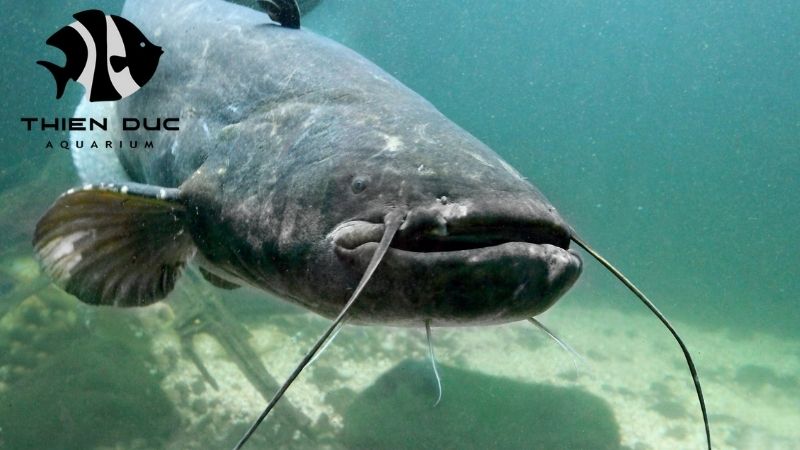 Vietnamese catfish species