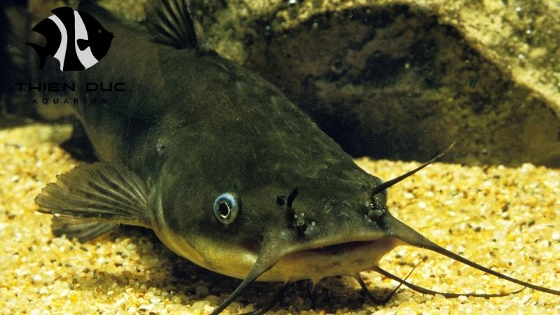 Vietnamese catfish species