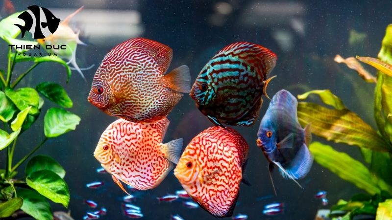 Vietnamese discus fish